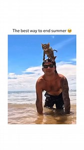 It’s official my cats will become beach cat next summer 😍🥹 #catmemes #cats #catsdaily #catlover #catsofinstagram Via @brodiemoss | Relax My Cat