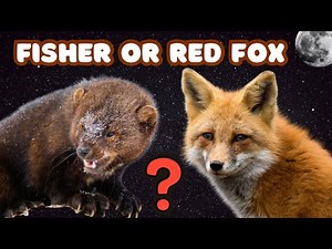 Fisher or Fox Screaming at Night? #naturesfairy