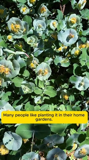 1.4K views | Learn about silver dollar leaves #gardening #farmer #vegetableseeds #planting | Garden Tips | Facebook
