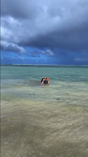 FOX SWIMMING IN THE SEA 🐾 #quadrobics #fox #therian