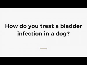 How do you treat a bladder infection in a dog?