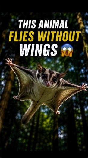 This Animal Flies Without Wings 😳🐿️