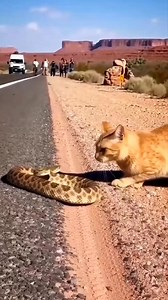 Cat vs rattlesnake Rare Wildlife Moment Caught on a Quiet American Road 🐍🤯🤯 | Riteek Kashyap