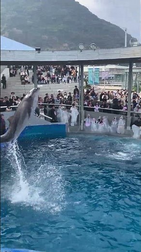 イルカの呼吸 全集中 神ジャンプ3連 第6弾inうみたまご