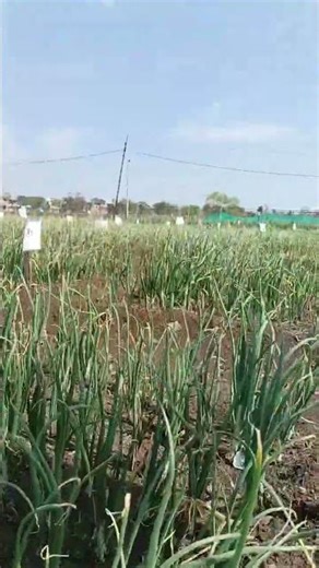 Agricultural research fields are the backbone of modern farming .#agri #farming #research #vegetable