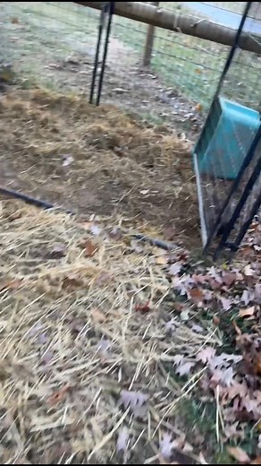 1K views · 16 reactions | I can add, “pig trainer” to my resume  #whiskeyspringsfarm #kunekunepig | Whiskey Springs Farm, LLC | Facebook