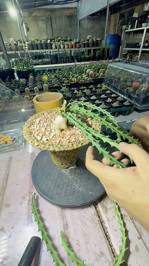 Euphorbia Knuthii repotting🌵🌵 #Euphoria #euphorbiaknuthii #repotting #caudiciform #caudex #caudexplants #euphorbiacaudex #euphorbialover #euphorbiafarm #succulent #succulentlover #succulentcollection #succulentaddict #greenhouse #cactuspropagation #cactus #cactuslover #cactusaddict #cactusandsucculents | Iban