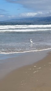 A day at the beach is always the perfect reset. This playful crane dancing in the waves was a bonus. | Danielle Panabaker