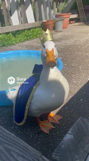 Sir Duck Of The Kiddy Pool Kingdom