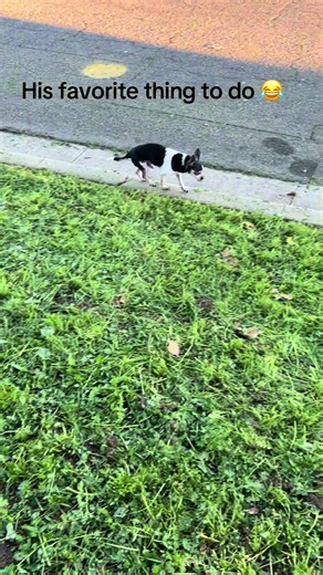 Chihuahua’s Favorite Activities That Melt Hearts