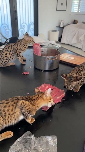 Savannah Cat Diet