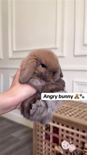 Angry Bunny: A Hilarious Furry Encounter