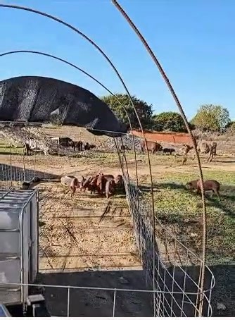 This is our 'piglet tractor' that we use for weaning piglets. It's helpful in a couple of different ways. In addition to being seperated from mom and getting weaned, it helps pasture raised piglets adjust to being in a pen prior to going to their new homes. Being able to move it helps keep their pen clean and keep them on fresh grass. | Cedar Break Farms | Facebook