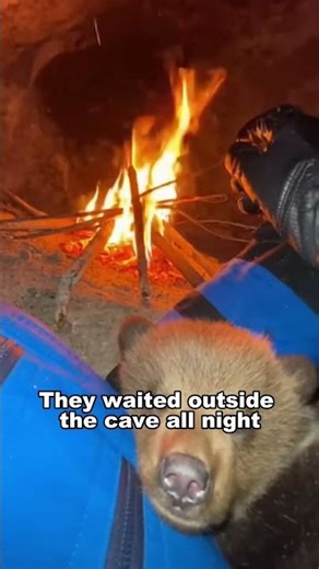 Three Wolves Cornered This Cub… Then I Stepped In