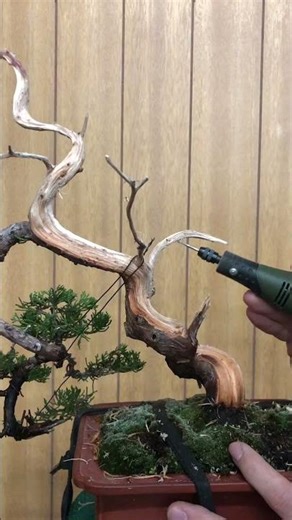 Smoothing the Surface with a Power Tool. #bonsai #bonsaitree #japan