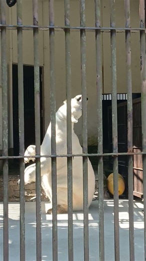 愛媛県立とべ動物園の人気者 白くまピース ちょっとだけよ