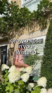 The Best Way to Make Wisteria Flower for Longer