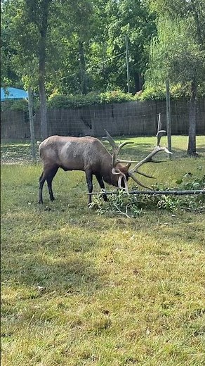 Emmet vs. tree branches