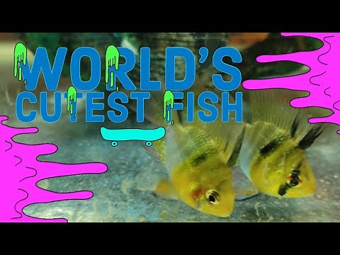 Electric Blue Balloon Ram Fish