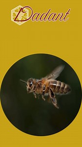 2.2K views · 24 reactions | Dadant package bees are now available for purchase with all the beekeeping gear you could want. Whether a new beekeeper or a veteran, we've got the knowledge and know-how to get you started and keep you going. East Coast, West Coast, and anywhere between. We have packaged bees available to be shipped. https://www.dadant.com/catalog/more/package-bees | Dadant & Sons | Facebook