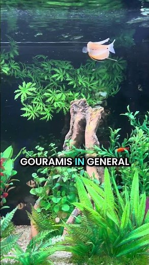 Pearl Gourami Fish Profile: Everything You Need to Know! 🌟🐠