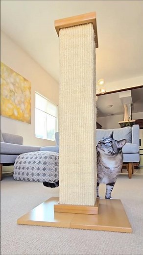 Kitty’s first reaction 😻 SmartCat Ultimate Scratching Post review