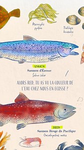 Team Angus et ses eaux écossaises façon carte postale ?​ Ou team Red et ses vagues glacées du Pacifique pour des nageoires en béton 👀❄️​ Ils ne vivent pas au même rythme, mais ils partagent la même valeur : le respect de leur environnement, défendu par le Pacte Respect Saumon 🤝​ ​Qu’il soit d’élevage ou sauvage, votre saumon reste un choix sûr… pour votre assiette et pour nos océans. 🌍😋​ ​ Pour tout savoir sur notre engagement : https://www.delpeyrat.com/maison-delpeyrat-2/pacte-respect/ #De
