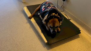 🚨🚨PIKELET is in EMERGENCY 🚨🚨 We don’t have much else to update on other than this morning Pikelet’s neck glands had swollen up to the size of an apple (on his right side). He is incredibly lethargic and was unable to stand up on his own. When we got to the emergency hospital he was able to stand and walk, so I let him. Once inside he all but collapsed on the scales (which he is familiar with from his weekly oncology appointments). Right now, we are at zero for his funds. Not owing anything (