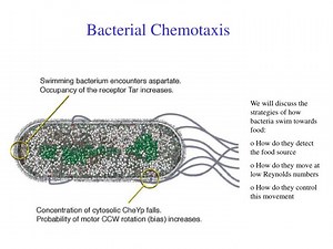 Bacterial Chemotaxis - SlideServe