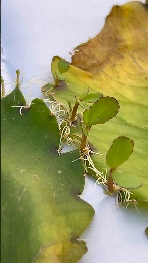 Vegetative propagation | Bryophyllum | Reproduction in Plants #shorts #biology #science #education