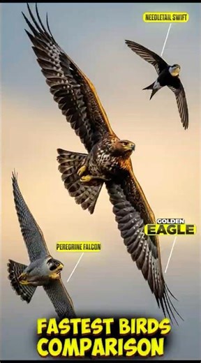 Fastest Animals in the Air