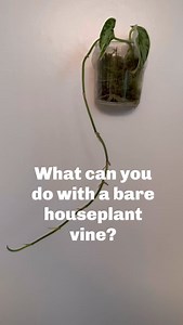 40 reactions | Bare, straggly houseplant vine? Not just pothos vines...