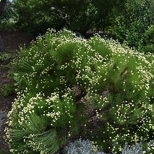 Green Santolina, Lavender Cotton | High Country Gardens