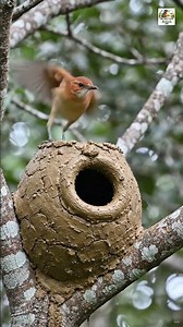 How These Birds Build an Incredible Mud Nest Together