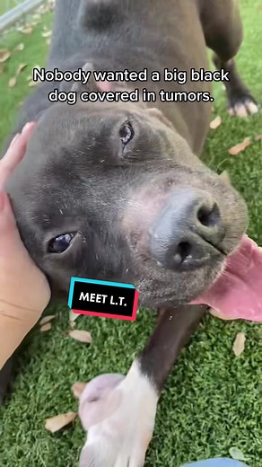 Poodle & Pooch Rescue of FL on TikTok