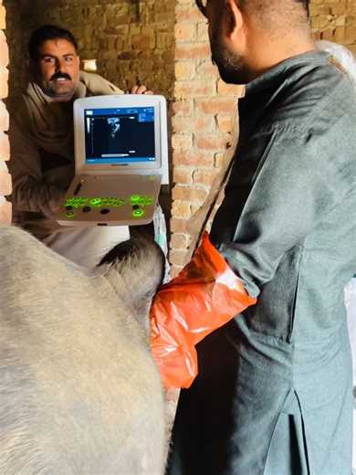 Understanding Cow Ultrasound with Dr. Usman