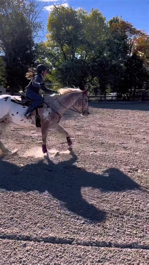 Equestrian Gymkhana Champion Diggie | Horseback Riding Event Highlights