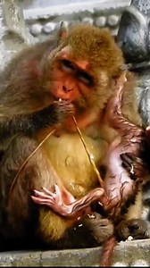 Oldest Monkey Mom Surprises All by Giving Birth to Adorable Baby in Heartwarming Moment | Monkey Soo