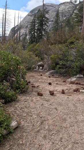 I met a big ol bobcat on the trail today! #yosemite #bobcat | Matt Jasper