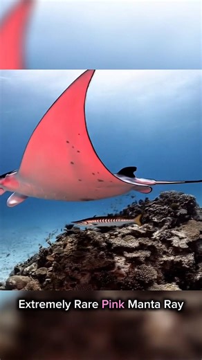 A rare pink manta ray named Inspector Clouseau was spotted near Lady Elliot Island — an island at the southern tip of Australia’s Great Barrier Reef. #thelazyaquarist #unbelievable #incrediblefacts | The Lazy Aquarist