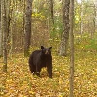 Wisconsin to issue record number of licenses for fall bear hunt