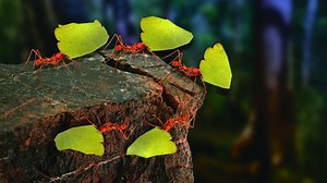 EdgeOps: Eclipse ioFog 2.0 baut auf neues Edge-Compute-Network-Modell