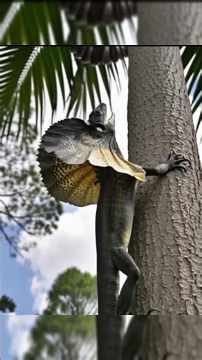 Frilled lizard attracking with the hawk. #documentary #lizard #hawk#facts #shortvideo