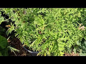 All About Citronella Plant (Citrosa Geranium or Pelargonium Citrosum)
