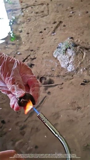 Invasive Golden Apple Snails Controlling !