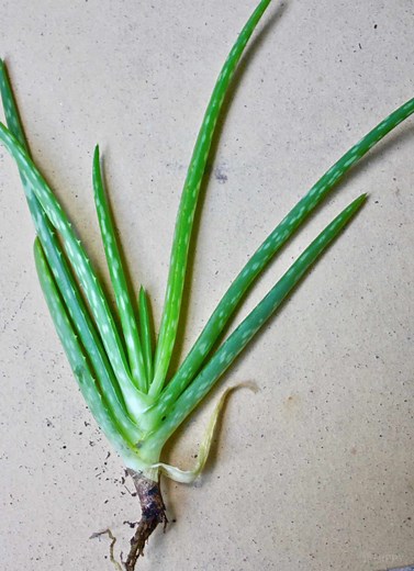 What’s the Difference Between Aloe and Aloe Vera?