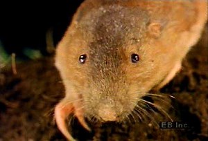 Pocket gopher burrowing with front teeth and foreclaws | Britannica