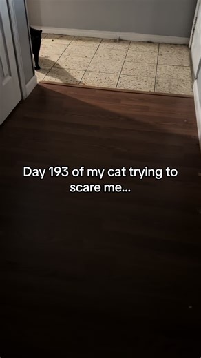 Why Are Black Cats So Vocal? Cat Trying to Scare Owner