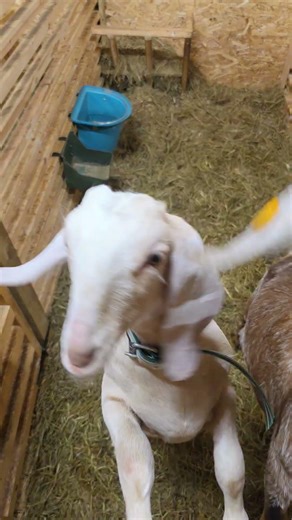 AWW! Baby Goat Nacho Storm’s Evening Vibes Are Too Cute 🥹🐐