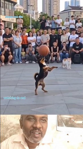 circus nai kutti pola #Dog #Funny #Animals #Talent #DogTricks #Viral #Trending #Comedy #Cute #Pets